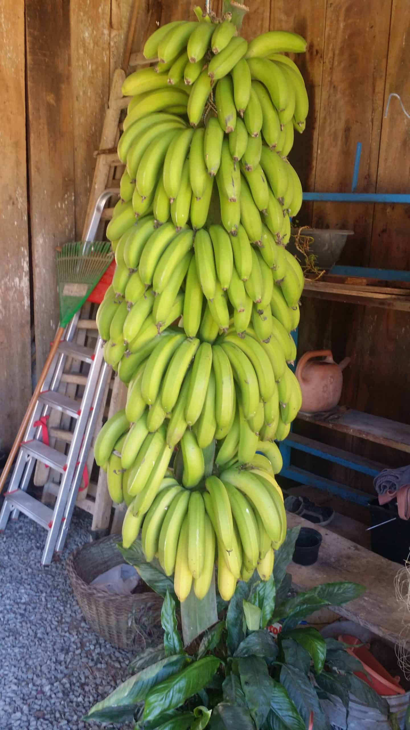 Banana Vila Verde