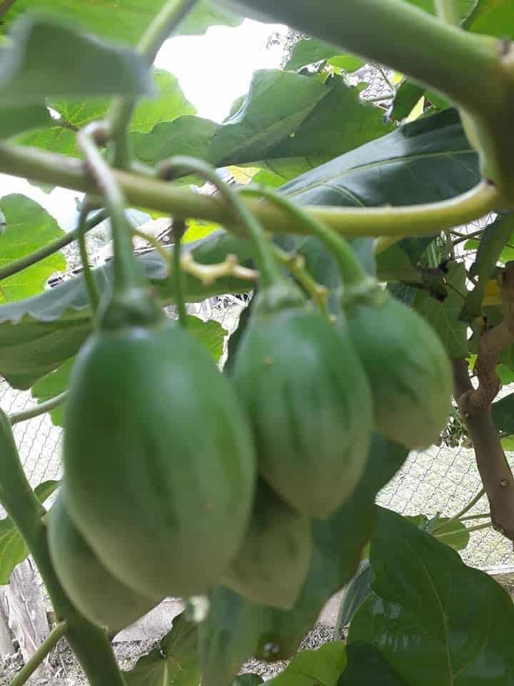 Tomate de árvore Vila Verde