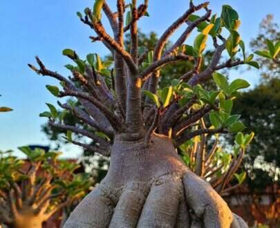 Resultado do uso do Fertilizante Orgânico Engorda Caudex da Vila Verde, mostrando uma rosa do deserto com Caudex bem grosso e saudável.