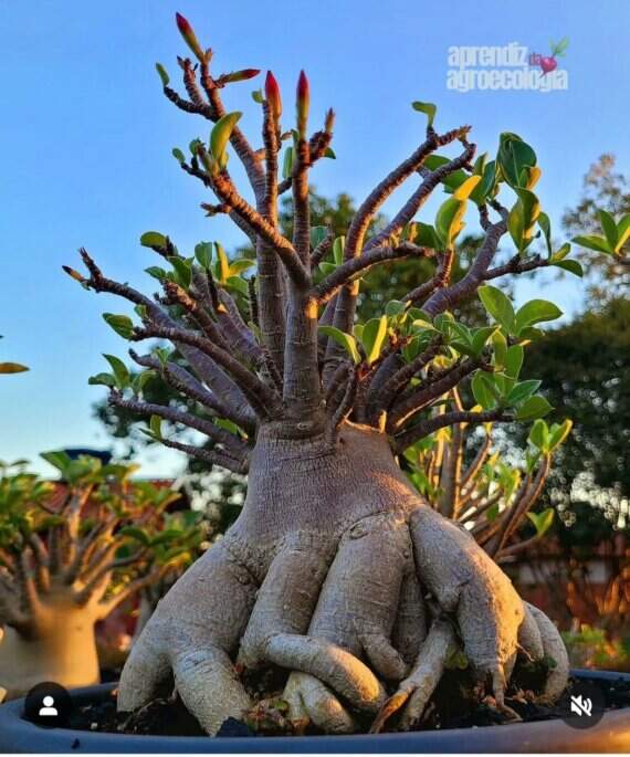 Resultado do uso do Fertilizante Orgânico Engorda Caudex da Vila Verde, mostrando uma rosa do deserto com Caudex bem grosso e saudável.