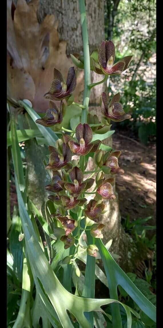 Um espetáculo de orquídea Vila Verde